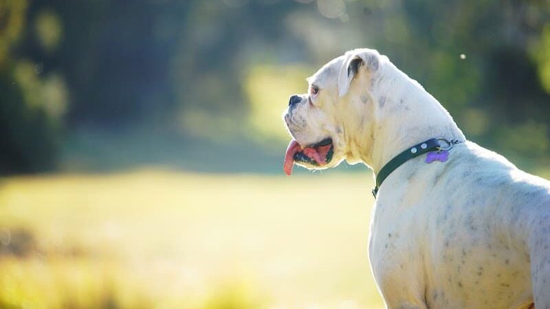 Fox Park Dog Park - St. Louis, MO