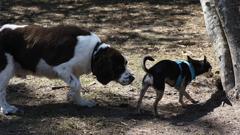 Fox Park Dog Park - St. Louis, MO
