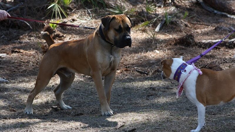 Fox Park Dog Park - St. Louis, MO