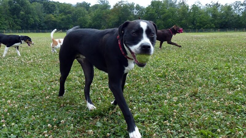 Fox Park Dog Park - St. Louis, MO