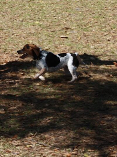 Fox Park Dog Park - St. Louis, MO