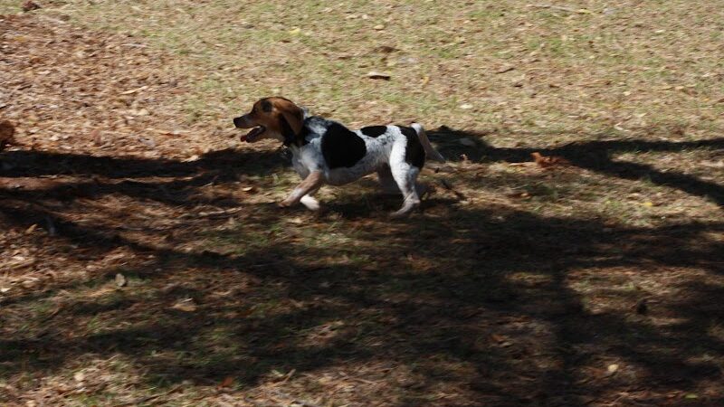 Fox Park Dog Park - St. Louis, MO