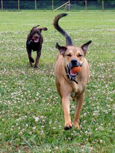 Fox Park Dog Park - St. Louis, MO