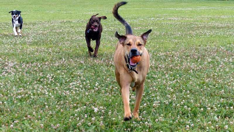 Fox Park Dog Park - St. Louis, MO