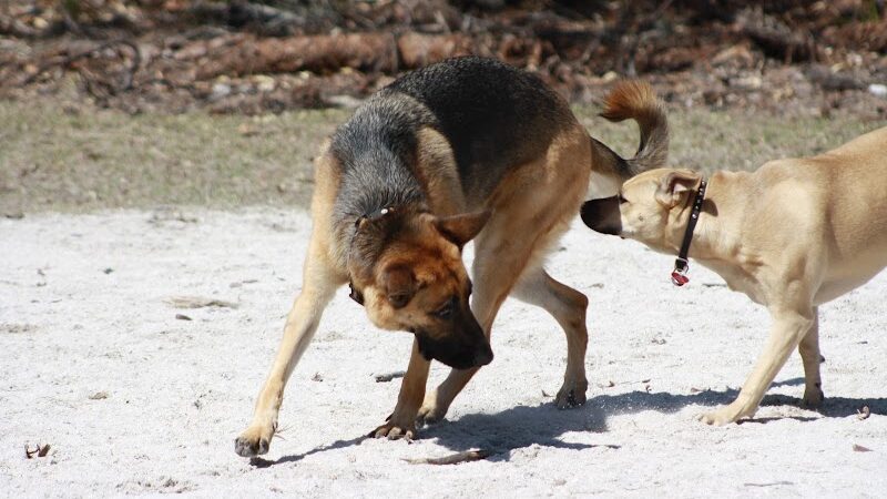 Fox Park Dog Park - St. Louis, MO