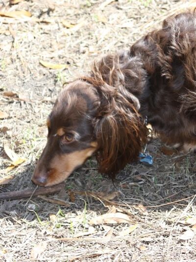 Fox Park Dog Park - St. Louis, MO