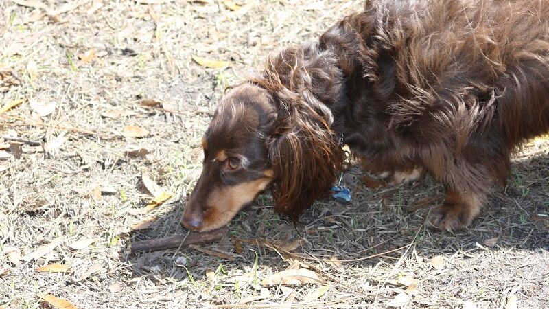 Fox Park Dog Park - St. Louis, MO