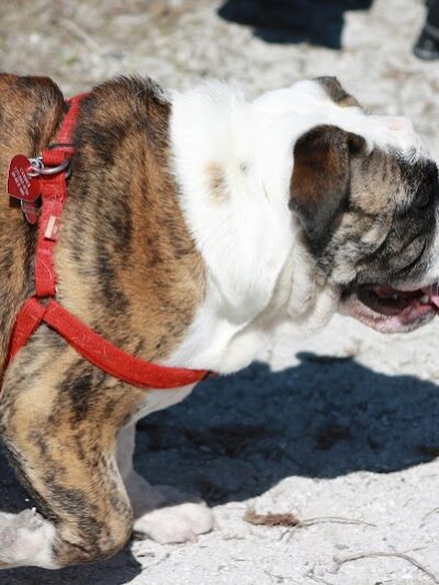 Fox Park Dog Park - St. Louis, MO