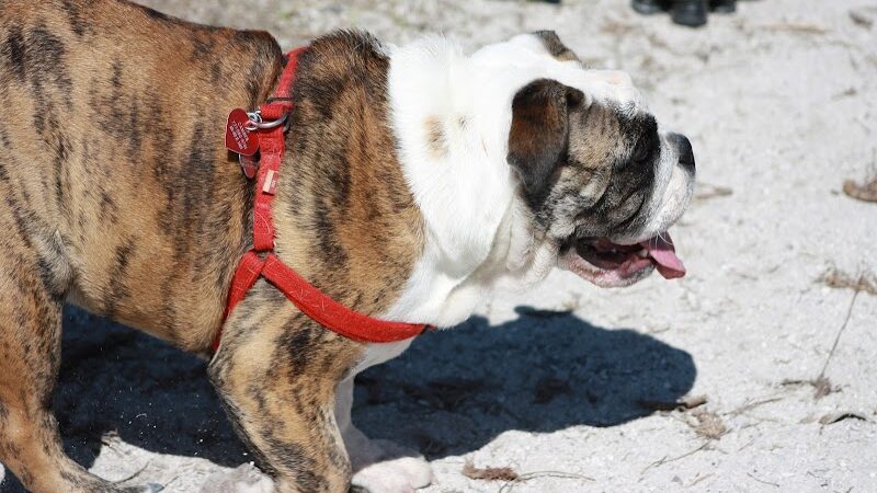 Fox Park Dog Park - St. Louis, MO