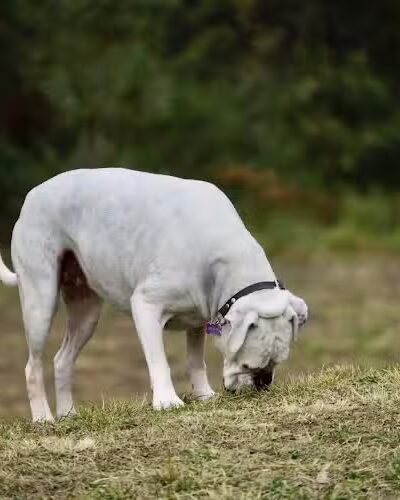 Fox Park Dog Park - St. Louis, MO