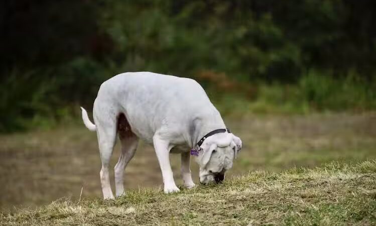 Fox Park Dog Park - St. Louis, MO