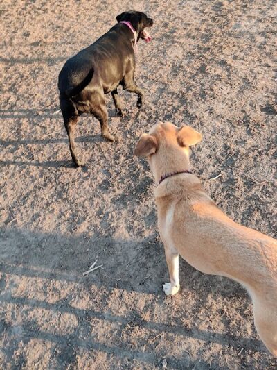 Southwest City Dog Park (Members Only) - St. Louis, MO