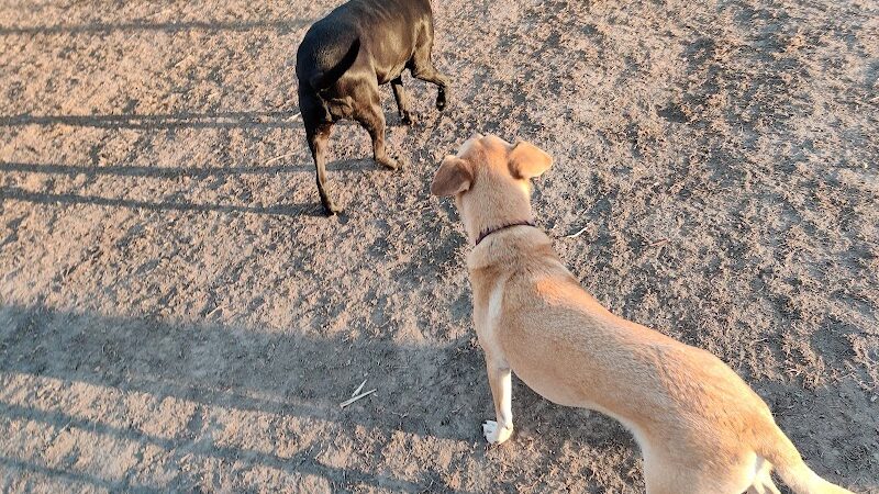 Southwest City Dog Park (Members Only) - St. Louis, MO