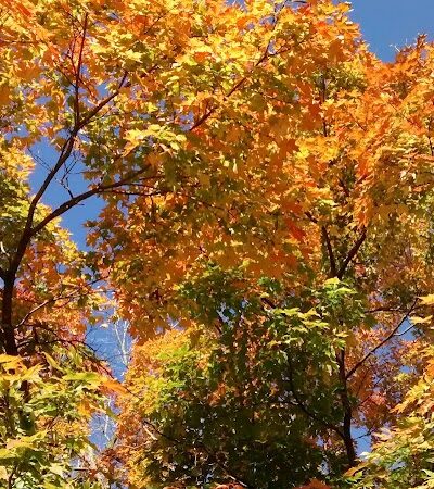 Southwest City Dog Park (Members Only) - St. Louis, MO