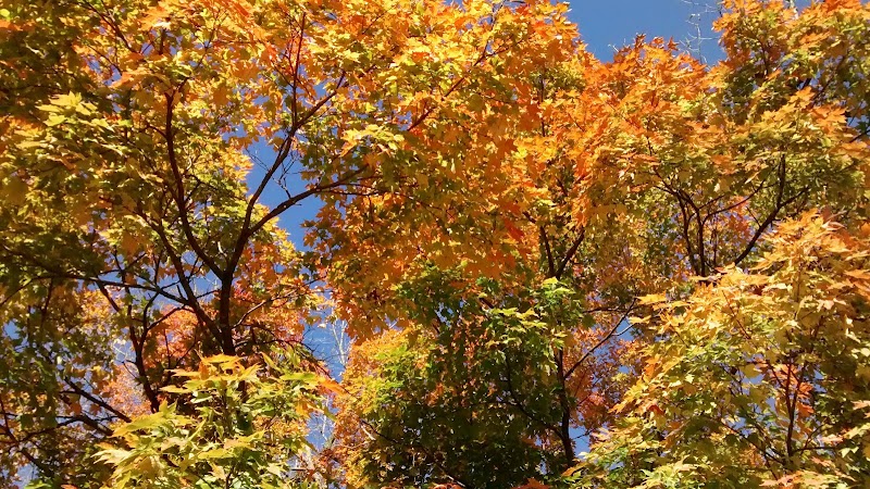 Southwest City Dog Park (Members Only) - St. Louis, MO