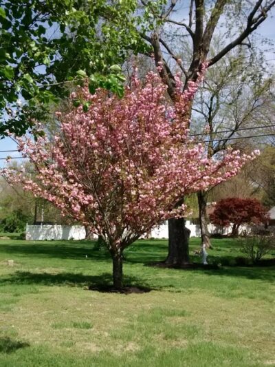 Southwest City Dog Park (Members Only) - St. Louis, MO