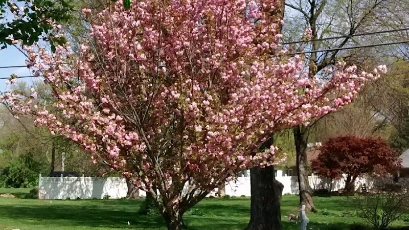 Southwest City Dog Park (Members Only) - St. Louis, MO