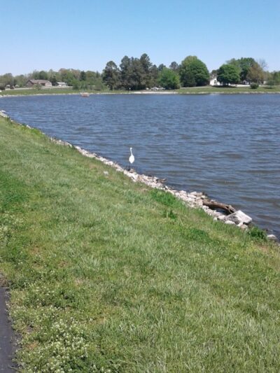 Southwest City Dog Park (Members Only) - St. Louis, MO