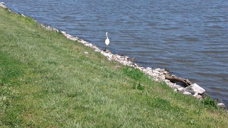 Southwest City Dog Park (Members Only) - St. Louis, MO