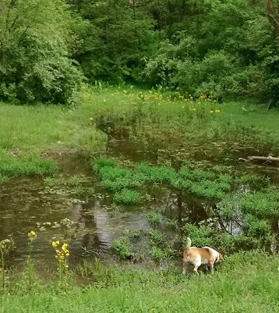 Southwest City Dog Park (Members Only) - St. Louis, MO