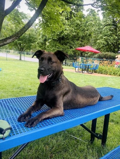 Southwest City Dog Park (Members Only) - St. Louis, MO