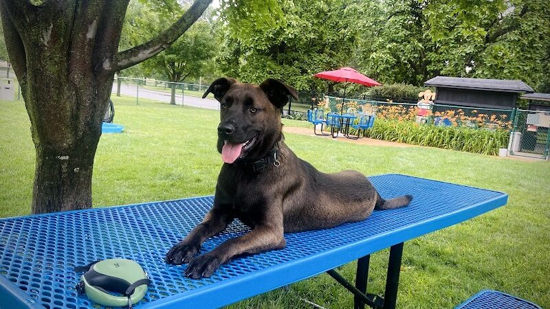 Southwest City Dog Park (Members Only) - St. Louis, MO