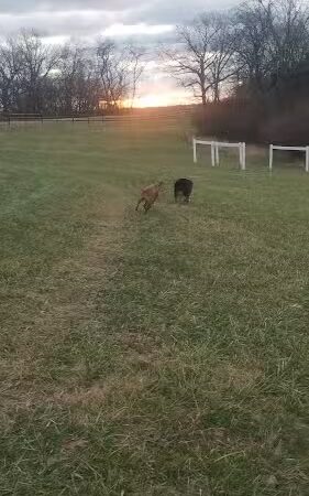 Tails & Trails Dog Park at Queeny Park(membership) - St. Louis, MO