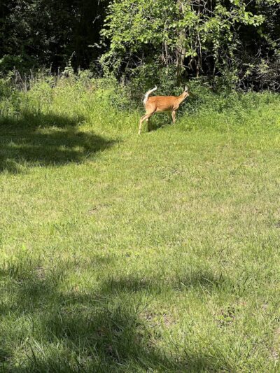 Tails & Trails Dog Park at Queeny Park(membership) - St. Louis, MO