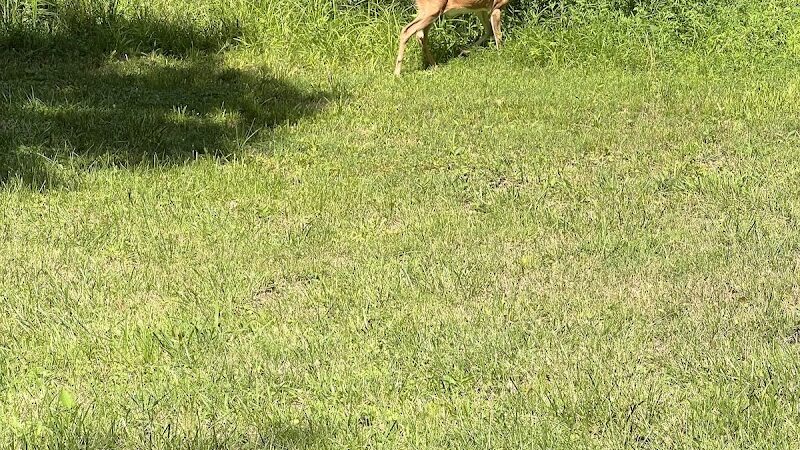 Tails & Trails Dog Park at Queeny Park(membership) - St. Louis, MO