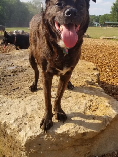 Tails & Trails Dog Park at Queeny Park(membership) - St. Louis, MO