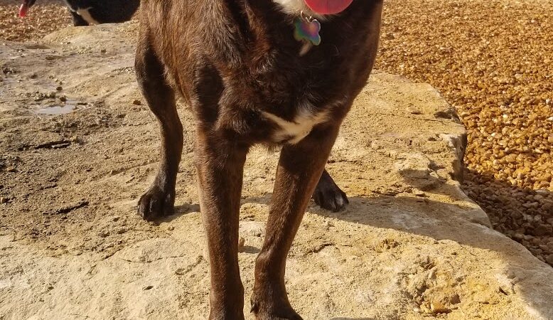 Tails & Trails Dog Park at Queeny Park(membership) - St. Louis, MO