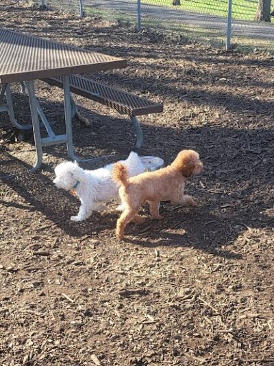 Dakota Dog Park - St Louis Park, MN