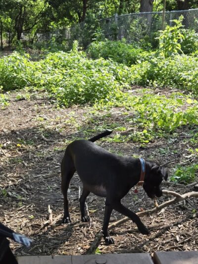 Dakota Dog Park - St Louis Park, MN