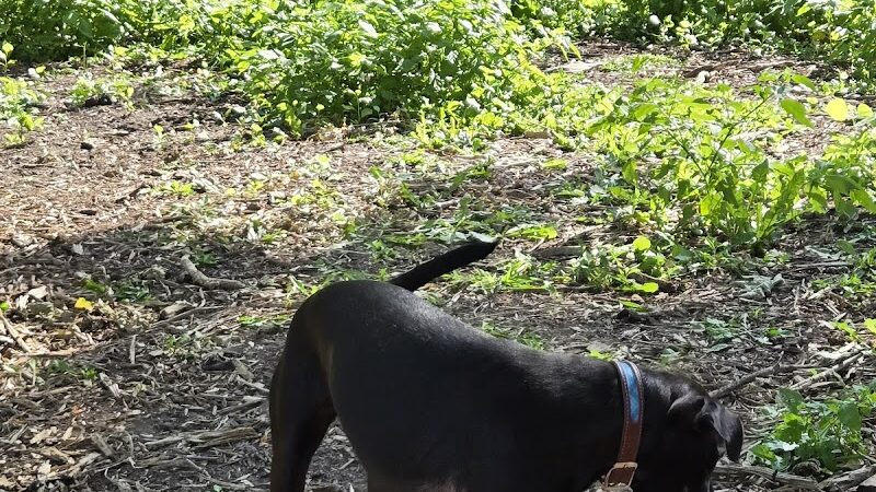 Dakota Dog Park - St Louis Park, MN