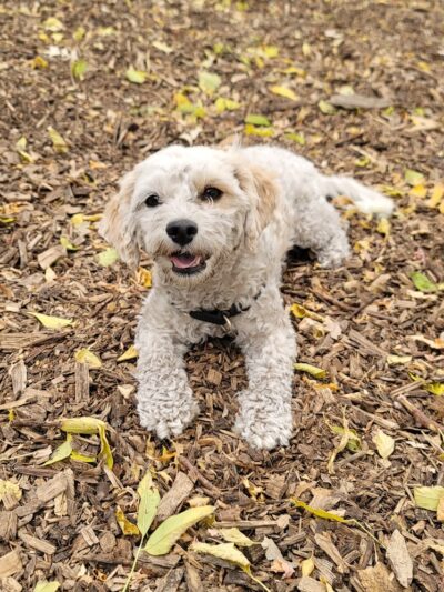 Dakota Dog Park - St Louis Park, MN