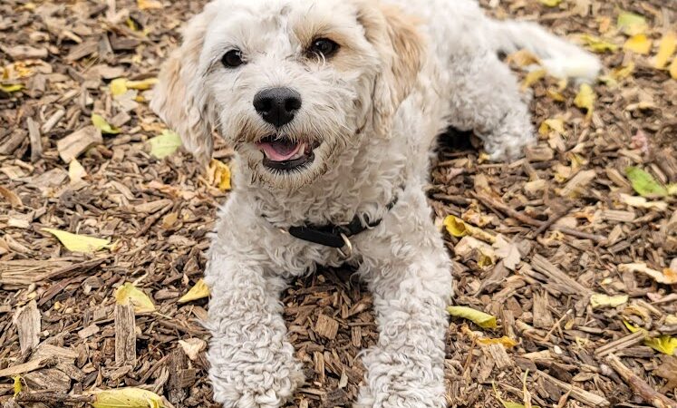 Dakota Dog Park - St Louis Park, MN
