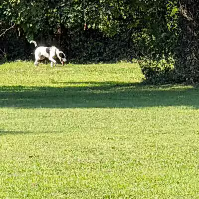 Treecourt Unleashed Dog Adventure Park | Dog Park | (Registration Required) - St. Louis, MO