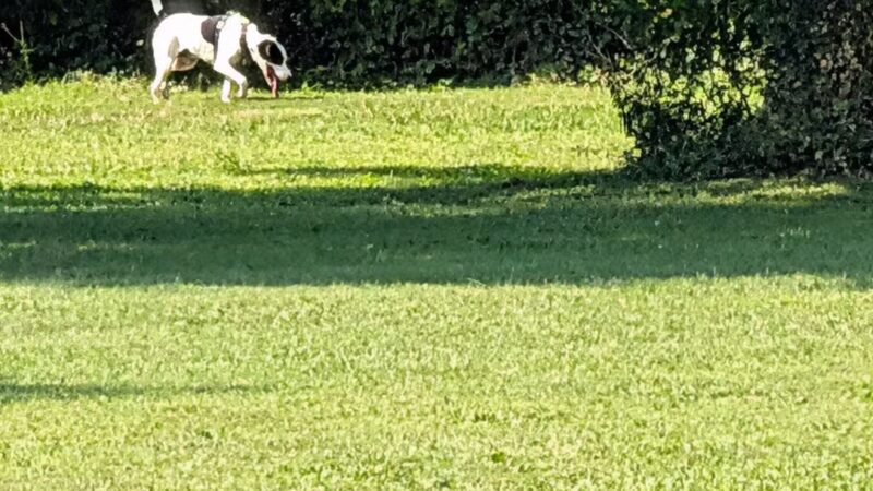 Treecourt Unleashed Dog Adventure Park | Dog Park | (Registration Required) - St. Louis, MO