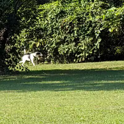 Treecourt Unleashed Dog Adventure Park | Dog Park | (Registration Required) - St. Louis, MO