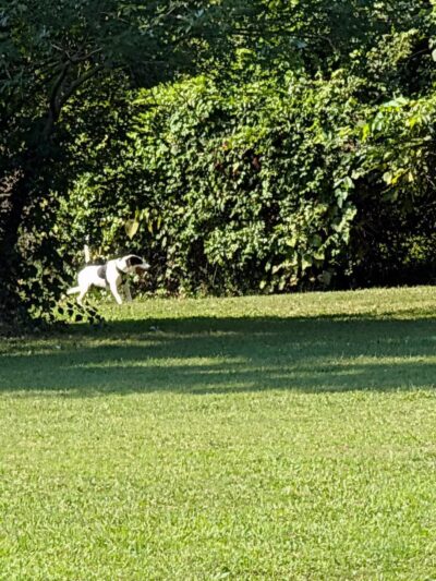 Treecourt Unleashed Dog Adventure Park | Dog Park | (Registration Required) - St. Louis, MO