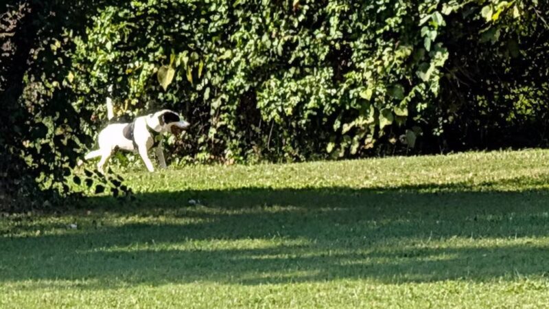 Treecourt Unleashed Dog Adventure Park | Dog Park | (Registration Required) - St. Louis, MO