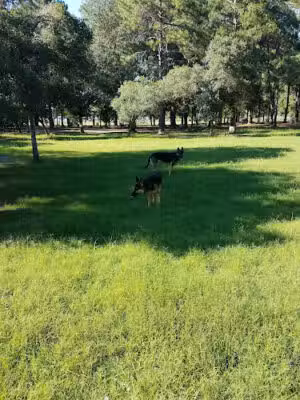 Tommy Casey Memorial Dog Park - St Marys, GA