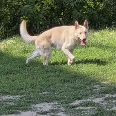 High Bridge Dog Park - St Paul, MN