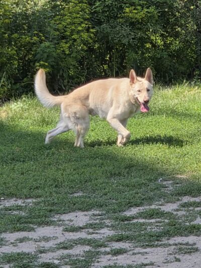 High Bridge Dog Park - St Paul, MN