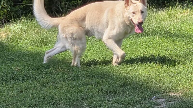 High Bridge Dog Park - St Paul, MN