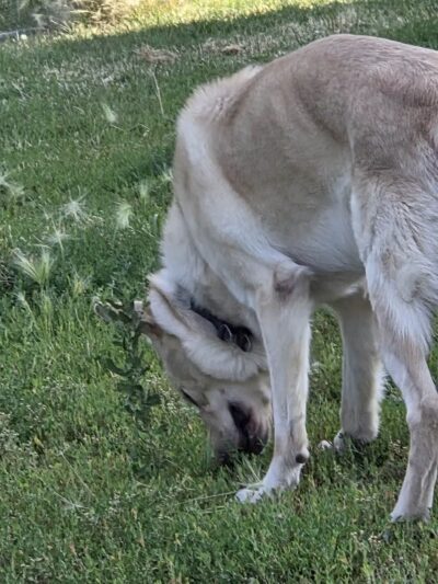 High Bridge Dog Park - St Paul, MN