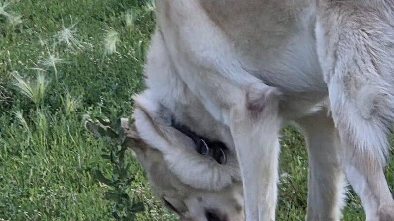 High Bridge Dog Park - St Paul, MN