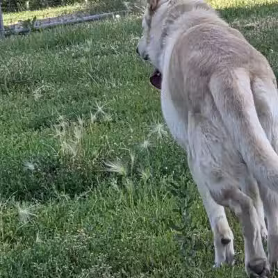 High Bridge Dog Park - St Paul, MN