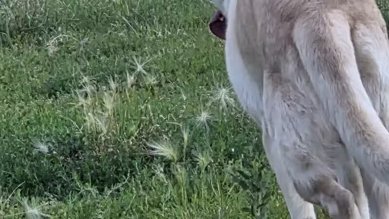 High Bridge Dog Park - St Paul, MN