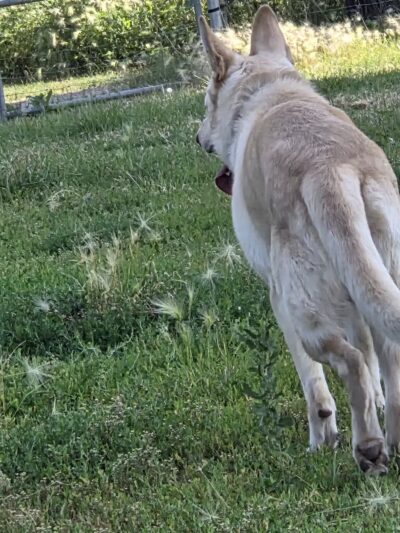 High Bridge Dog Park - St Paul, MN